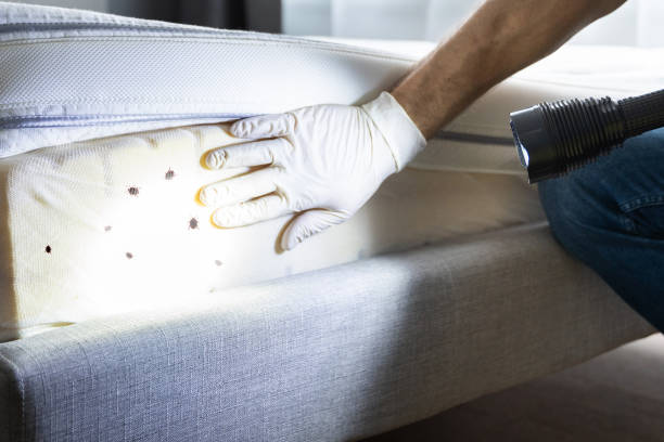 Best Insect Control  in Jamestown, CA