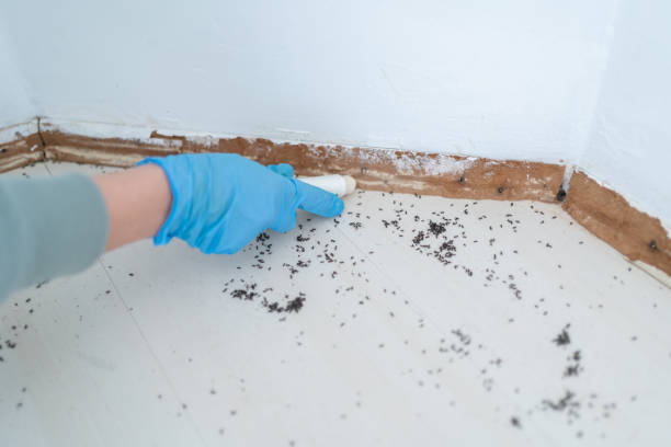 Best Flea Control Services  in Jamestown, CA